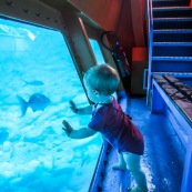 Bebe dans un bateau a fond de verre en train d'observer les poissons sous l'eau. Dans la mer en Guadeloupe. Observation des fonds sous marins. Enfant. Petite fille.