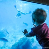 Bebe dans un bateau a fond de verre en train d'observer les poissons sous l'eau et sa maman en train de plonger avec masque et tuba et palmes. Snorckeling. PMT.