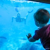 Bebe dans un bateau a fond de verre en train d'observer les poissons sous l'eau et sa maman en train de plonger avec masque et tuba et palmes. Snorckeling. PMT.