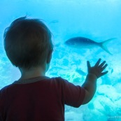 Bebe dans un bateau a fond de verre en train d'observer les poissons sous l'eau. Dans la mer en Guadeloupe. Observation des fonds sous marins. Enfant. Petite fille.