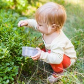 Bebe petite fille enfant en train de ramasser des myrtilles dans les cevennes. Fruits sauvages. Dans la foret. Avec une boite.