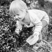 Bebe petite fille enfant en train de ramasser des myrtilles dans les cevennes. Fruits sauvages. Dans la foret. Avec une boite.