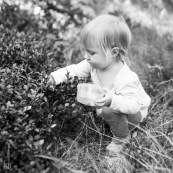 Bebe petite fille enfant en train de ramasser des myrtilles dans les cevennes. Fruits sauvages. Dans la foret. Avec une boite.