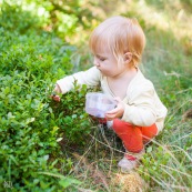 Bebe petite fille enfant en train de ramasser des myrtilles dans les cevennes. Fruits sauvages. Dans la foret. Avec une boite.