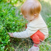 Bebe petite fille enfant en train de ramasser des myrtilles dans les cevennes. Fruits sauvages. Dans la foret. Avec une boite.