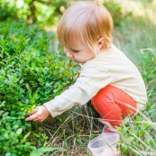 Bebe petite fille enfant en train de ramasser des myrtilles dans les cevennes. Fruits sauvages. Dans la foret. Avec une boite.