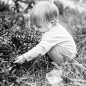 Bebe petite fille enfant en train de ramasser des myrtilles dans les cevennes. Fruits sauvages. Dans la foret. Avec une boite.