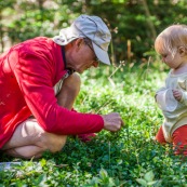 Bebe petite fille enfant en train de ramasser des myrtilles dans les cevennes. Fruits sauvages. Dans la foret. Avec une boite. Avec son grand-pere.