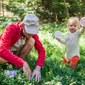 Bebe petite fille enfant en train de ramasser des myrtilles dans les cevennes. Fruits sauvages. Dans la foret. Avec une boite. Avec son grand-pere.