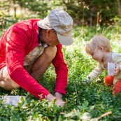 Bebe petite fille enfant en train de ramasser des myrtilles dans les cevennes. Fruits sauvages. Dans la foret. Avec une boite. Avec son grand-pere.