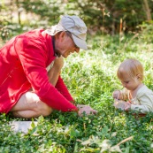 Bebe petite fille enfant en train de ramasser des myrtilles dans les cevennes. Fruits sauvages. Dans la foret. Avec une boite. Avec son grand-pere.