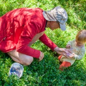 Bebe petite fille enfant en train de ramasser des myrtilles dans les cevennes. Fruits sauvages. Dans la foret. Avec une boite. Avec son grand-pere.