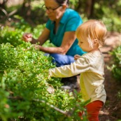 Bebe petite fille enfant en train de ramasser des myrtilles dans les cevennes. Fruits sauvages. Dans la foret. Avec une boite.  Avec sa garnd-mere.