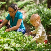 Bebe petite fille enfant en train de ramasser des myrtilles dans les cevennes. Fruits sauvages. Dans la foret. Avec une boite.  Avec sa garnd-mere.