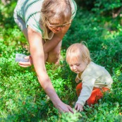 Bebe petite fille enfant en train de ramasser des myrtilles dans les cevennes. Fruits sauvages. Dans la foret. Avec une boite.  Avec sa garnd-mere.