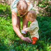 Bebe petite fille enfant en train de ramasser des myrtilles dans les cevennes. Fruits sauvages. Dans la foret. Avec une boite.  Avec sa garnd-mere.