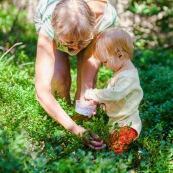 Bebe petite fille enfant en train de ramasser des myrtilles dans les cevennes. Fruits sauvages. Dans la foret. Avec une boite.  Avec sa garnd-mere.