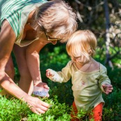 Bebe petite fille enfant en train de ramasser des myrtilles dans les cevennes. Fruits sauvages. Dans la foret. Avec une boite.  Avec sa garnd-mere.