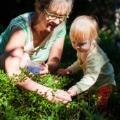 Bebe petite fille enfant en train de ramasser des myrtilles dans les cevennes. Fruits sauvages. Dans la foret. Avec une boite.  Avec sa garnd-mere.