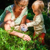 Bebe petite fille enfant en train de ramasser des myrtilles dans les cevennes. Fruits sauvages. Dans la foret. Avec une boite.  Avec sa garnd-mere.