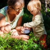 Bebe petite fille enfant en train de ramasser des myrtilles dans les cevennes. Fruits sauvages. Dans la foret. Avec une boite.  Avec sa garnd-mere.