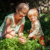 Bebe petite fille enfant en train de ramasser des myrtilles dans les cevennes. Fruits sauvages. Dans la foret. Avec une boite.  Avec sa garnd-mere.