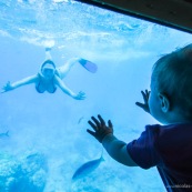 Bebe dans un bateau a fond de verre en train d'observer les poissons sous l'eau et sa maman en train de plonger avec masque et tuba et palmes. Snorckeling. PMT.